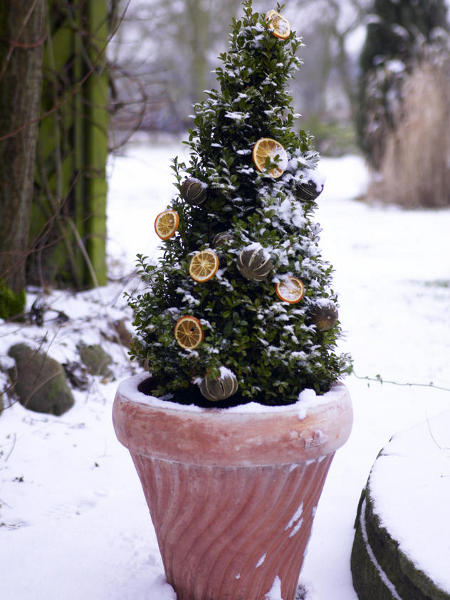 outdoor-christmas-decoration-boxwood-tree-dried-orange-slices