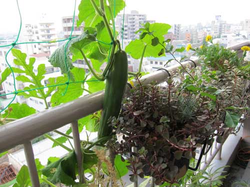 ideas-for-gardening-narrow-balconies-10