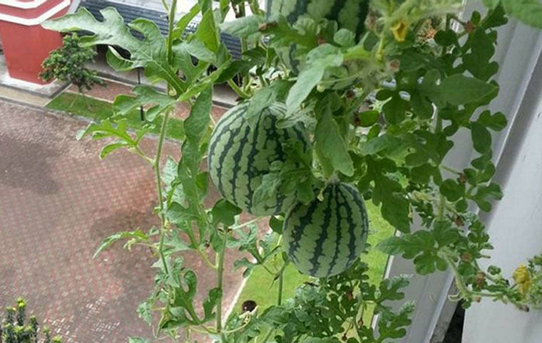 ideas-for-gardening-narrow-balconies-16