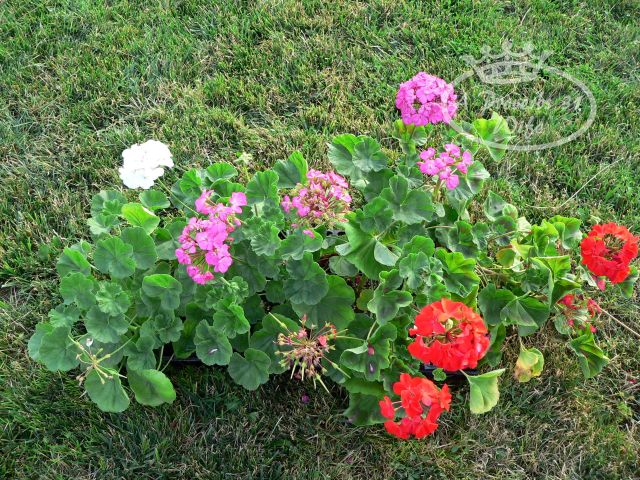 making-a-log-planter-for-flowers-diy-masters-img004