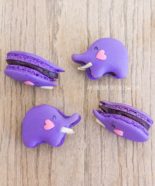 blueberry-elephant-macarons-diy-masters-img003